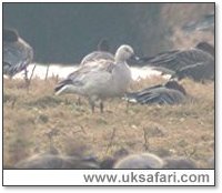 Snow Goose - Photo  Copyright 2005 Steve Botham