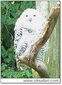 Snowy Owl - Photo  Copyright 2005 G. Bradley