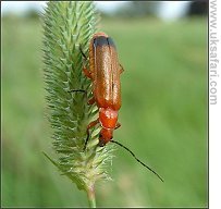 Soldier Beetle - Photo  Copyright 2007 Gary Bradley