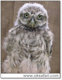 Little Owl - Photo  Copyright 2004 Julie Finnis