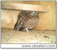 Orphaned Little Owls - Photo  Copyright 2004 Julie Finnis