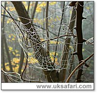 Spider Web - Photo  Copyright 2002 Gary Bradley