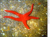 Starfish - Photo  Copyright 2008 Geoff Tervet