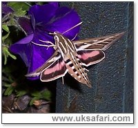 Striped Hawk-Moth - Photo  Copyright 2005 Curtis Shuck