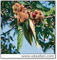 Sweet Chestnut Branch - Photo  Copyright 2001 Gary Bradley