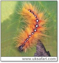Sycamore Moth Caterpillar - Photo  Copyright 2000 Gary Bradley