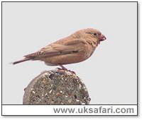 Trumpeter Finch - Photo  Copyright 2005 Steve Botham: s.botham@ntlworld.com