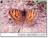 Wall Butterfly - Photo  Copyright 2003 Gary Bradley