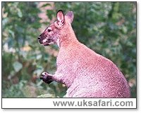 Red-Necked Wallaby - Photo  Copyright 2001 Gary Bradley