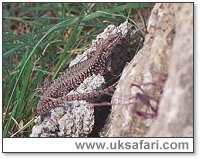 Wall Lizard - Photo  Copyright 2003 Gary Bradley