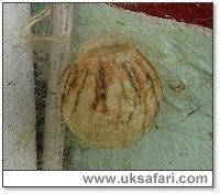 Wasp Spider Egg Sac - Photo  Copyright 2003 Dave and Kath Beckford