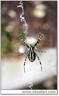 Female Wasp Spider - Photo  Copyright 2006 Maxine Dewis