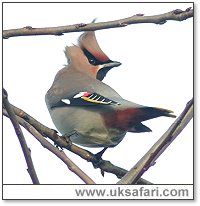 Waxwing - Photo  Copyright 2005 Steve Botham