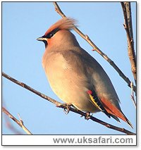 Waxwing - Photo  Copyright 2005 Steve Botham: s.botham@ntlworld.com