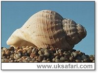 Common Whelk - Photo  Copyright 2000 Gary Bradley