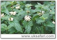 White Dead Nettles - Photo  Copyright 2000 Gary Bradley