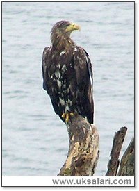 White-Tailed Eagle - Photo  Copyright 2005 Kevin Allison