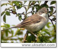 Whitethroat - Photo  Copyright 2002 Richard Ford