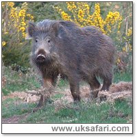 Wild Boar - Photo  Copyright 2006 Malcolm Mitchell