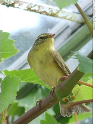 Willow Warbler - Photo  Copyright 2006 Josie Latus