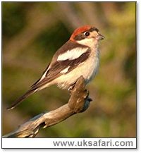 Woodchat - Photo  Copyright 2005 Steve Botham: s.botham@ntlworld.com