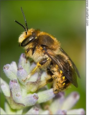 Wool Carder Bee - Photo  Copyright 2008 Mike Walker