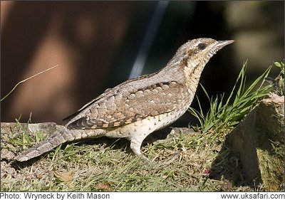 Wryneck - Photo  Copyright 2008 Keith Mason