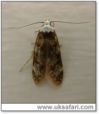 White-Shouldered Moth - Photo  Copyright 2005 Gary Bradley