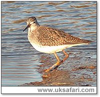 Lesser Yellowlegs - Photo  Copyright 2005 Steve Botham