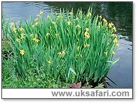 Yellow Iris - Photo  Copyright 2000 Gary Bradley