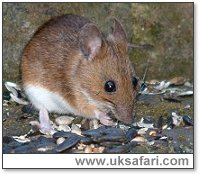 Yellow-Necked Mouse - Photo  Copyright 2003 Gary Bradley