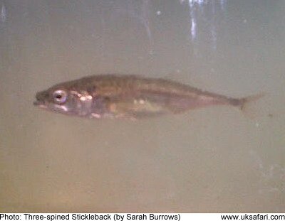 three-spined stickleback