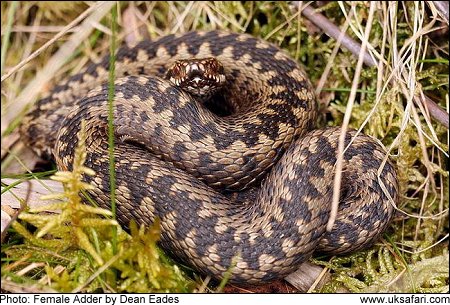 Adders In Scotland
