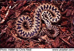 adder