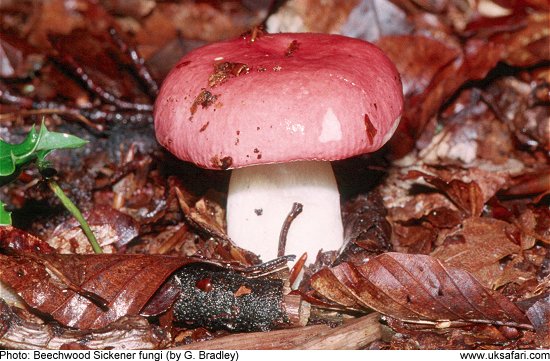 Beechwood Sickener Fungi
