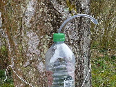 Birch tree sap. 100% Natural birch sap. Healthy energizing birch water  drink.