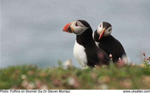 Puffins by Dr. Steven Murray