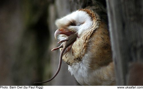 Barn Owl by Paul Rigg