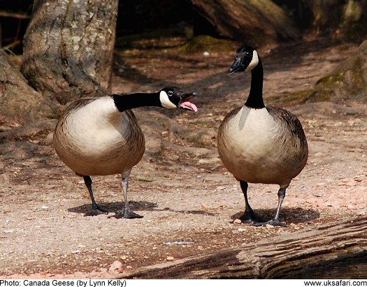 Canada Geese by Lynn Kelly