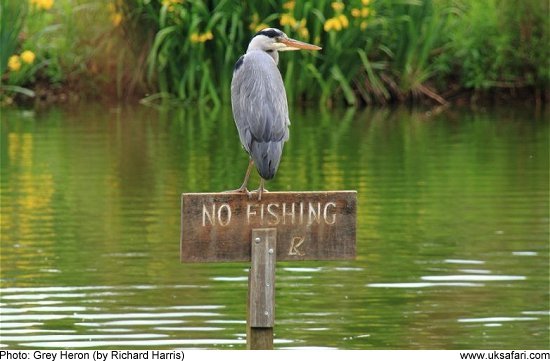 Heron by Richard Harris