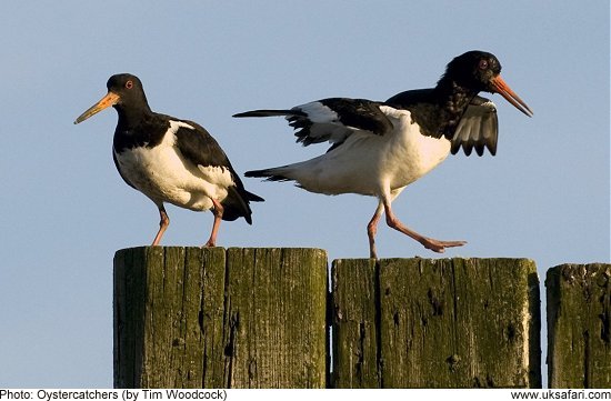 Oystercatchers by Tim Woodcock