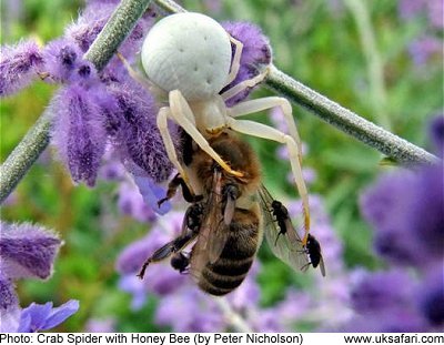 Crab Spiders - Misumena vatia - UK Safari