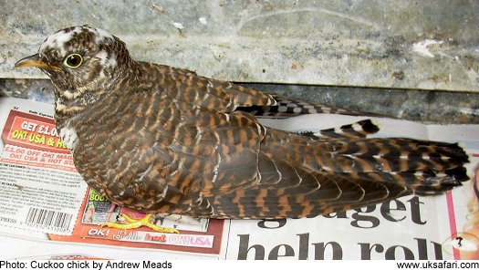 Cuckoo chick © Copyright 2009 Andrew Meads