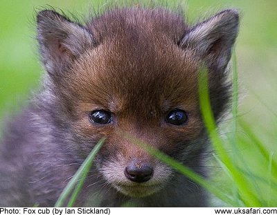 What is the scientific name for a fox?
