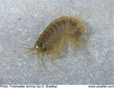 Freshwater Shrimps - Gammarus - UK Safari