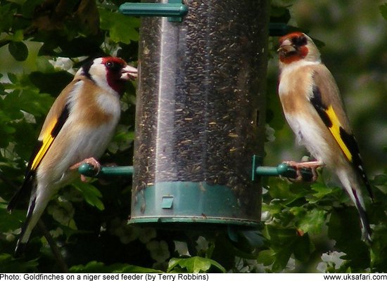 goldfinches on a seed feeder
