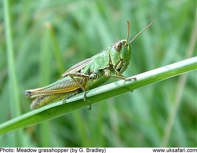 Green Grasshopper Scientific Name grasshoppers - orthoptera - uk 