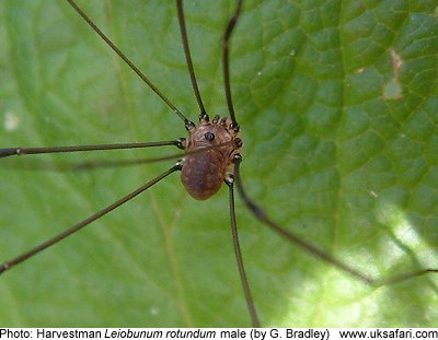 harvestman01.jpg