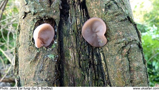 Jews Ears growing on a Tree