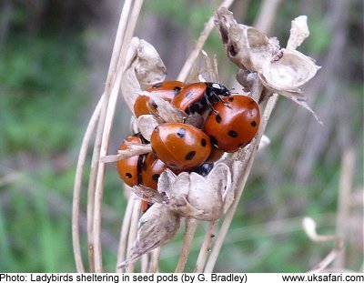 do insects sleep